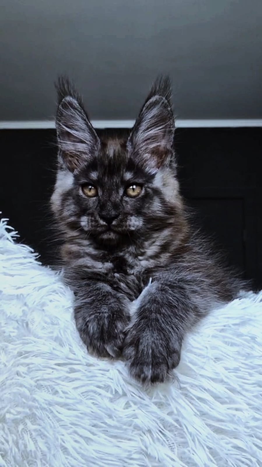 Kasperov Maine Coon male, black silver
