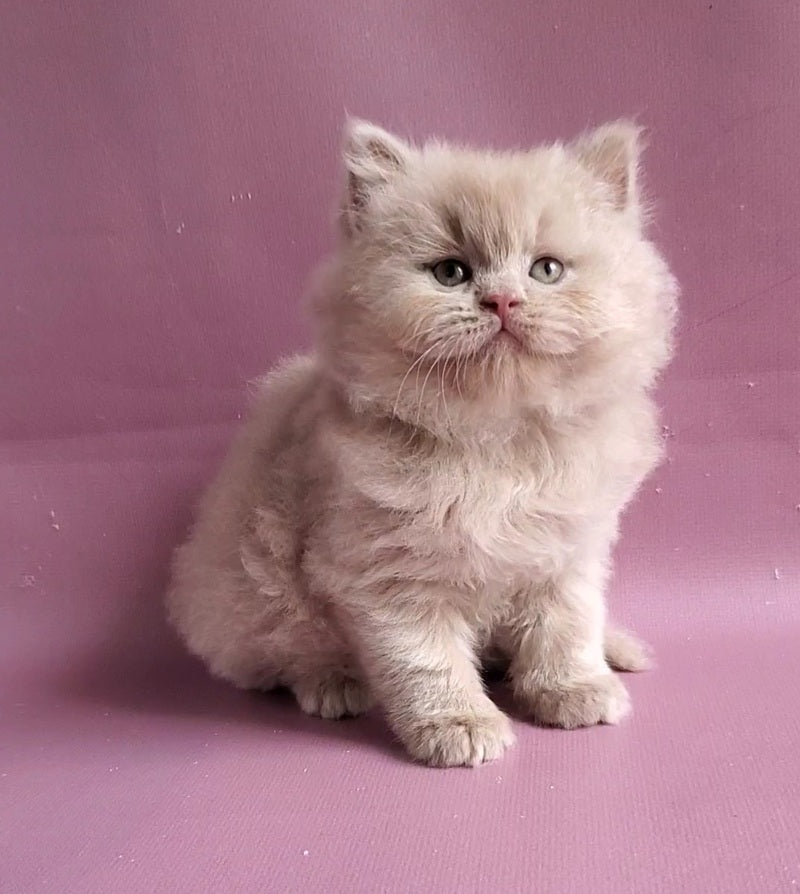 Teo British Longhair male fawn - live animals