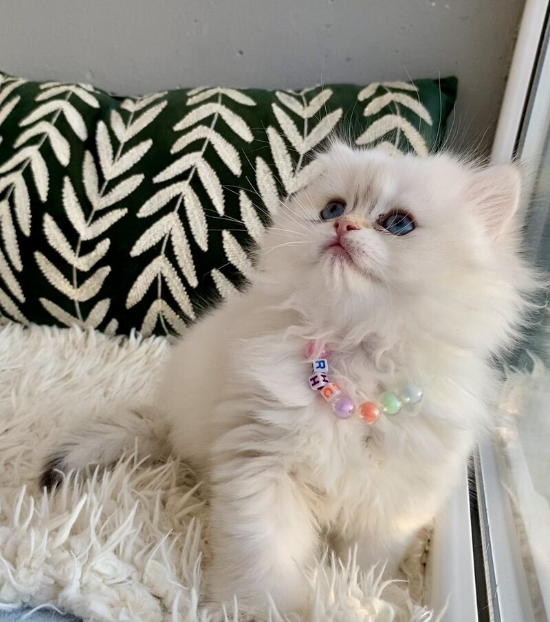 Zefir British Longhair male black golden shaded pointed - live animals