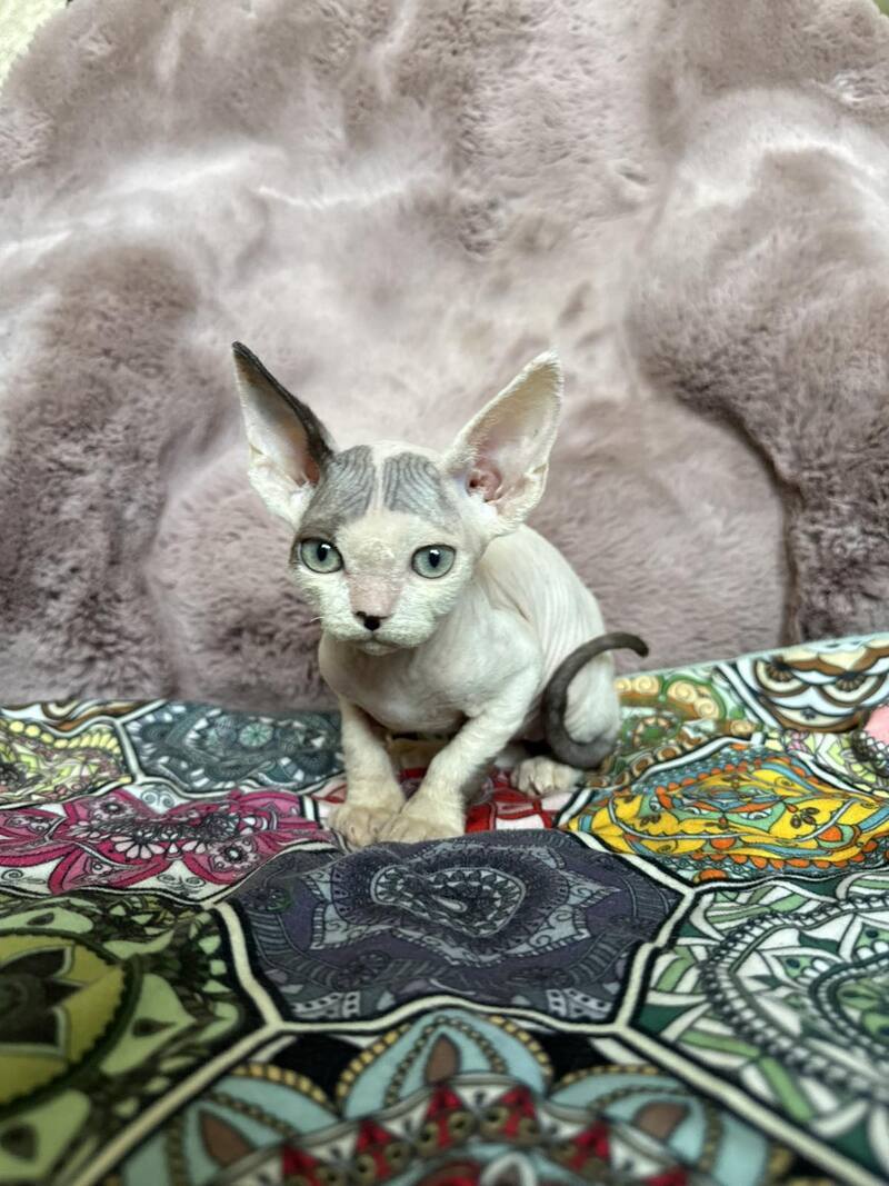 Van Devon Rex male, black harlequin