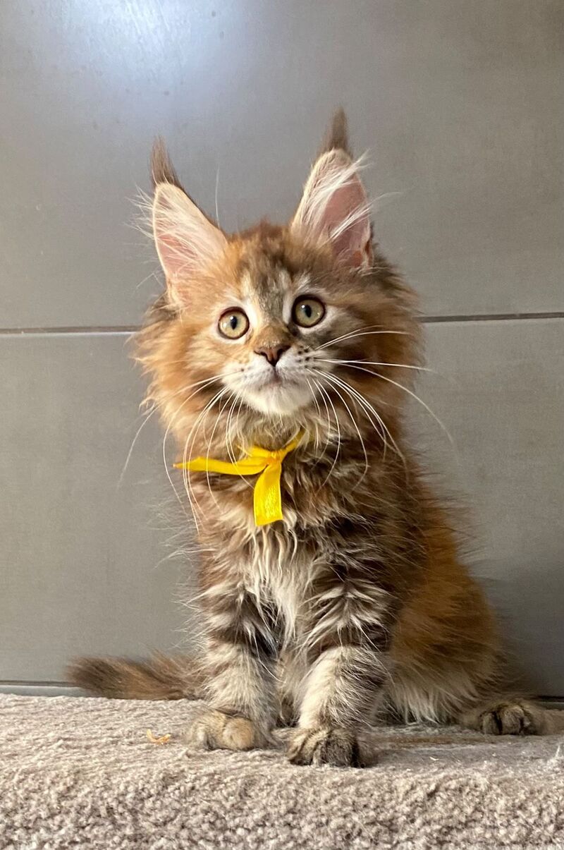 Western star Maine Coon female, black tortie tabby