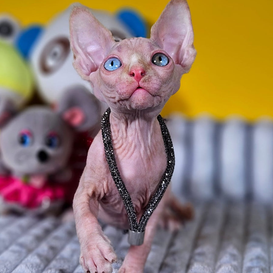 Pharaoh Canadian Sphynx male, red tabby
