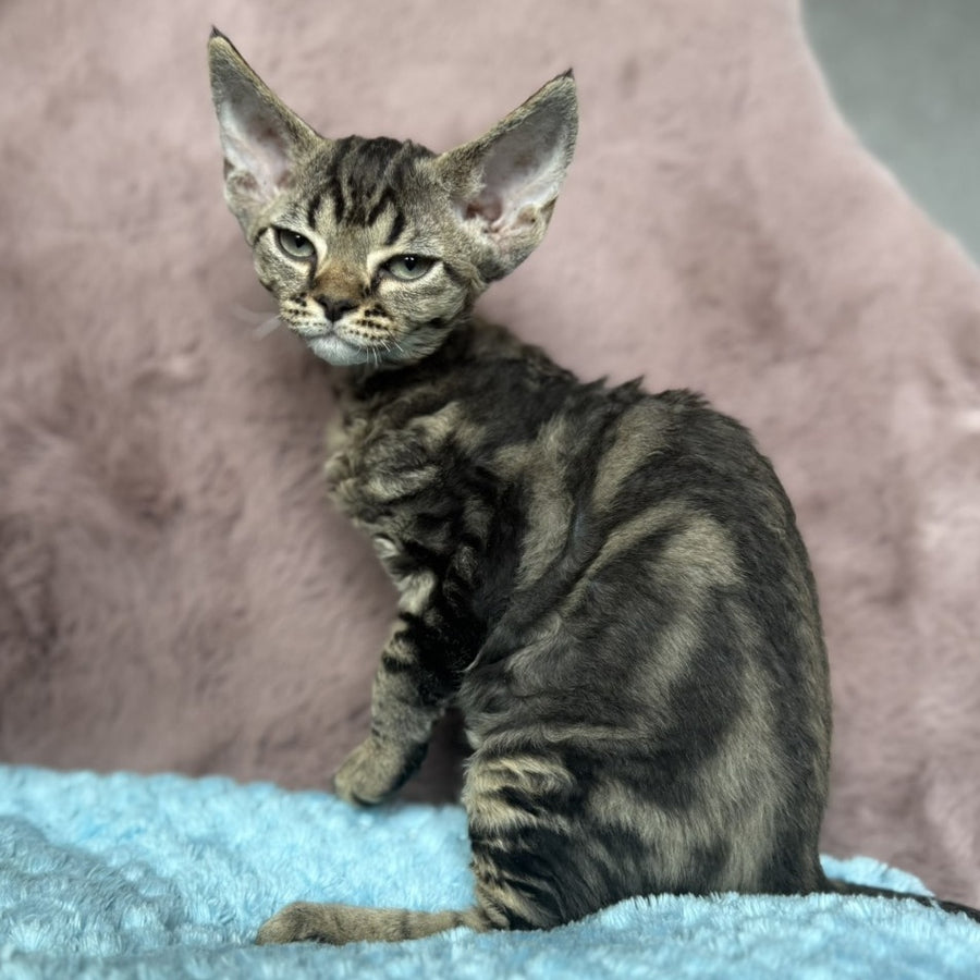 Xanti Devon Rex female, black tabby