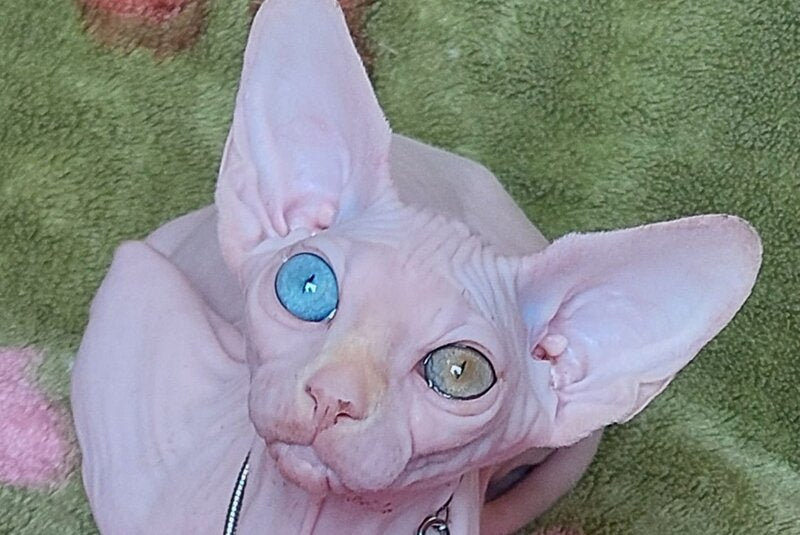 Tina Canadian Sphynx female, white