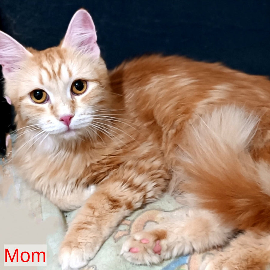 Еlvis Siberian male, red tabby