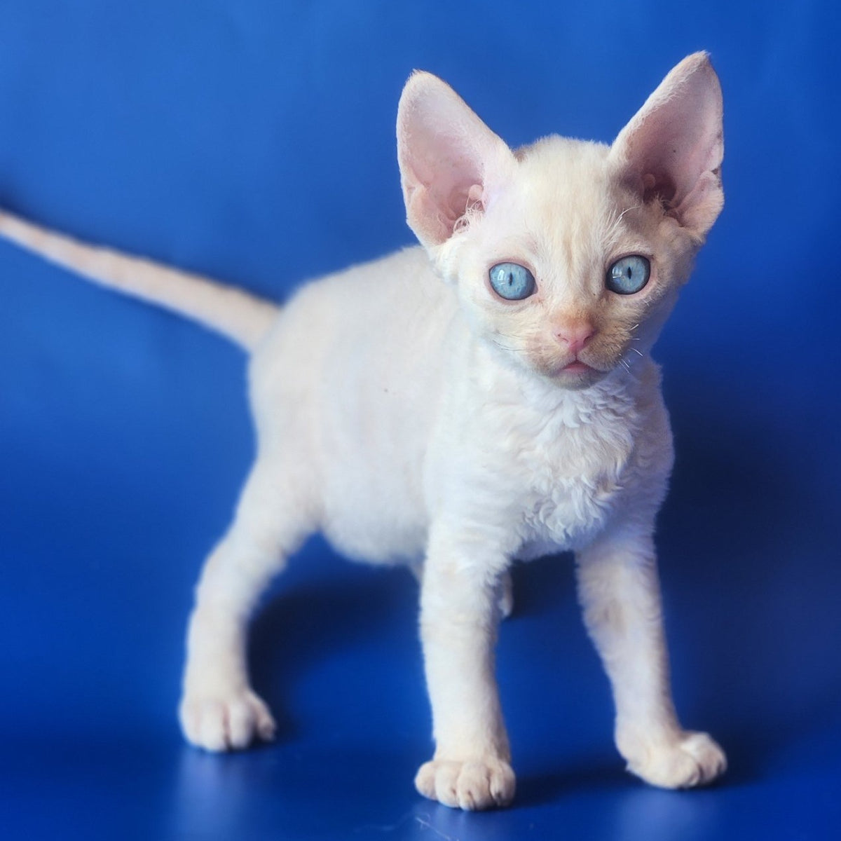 Marat Devon Rex male, chocolate tabby pointed