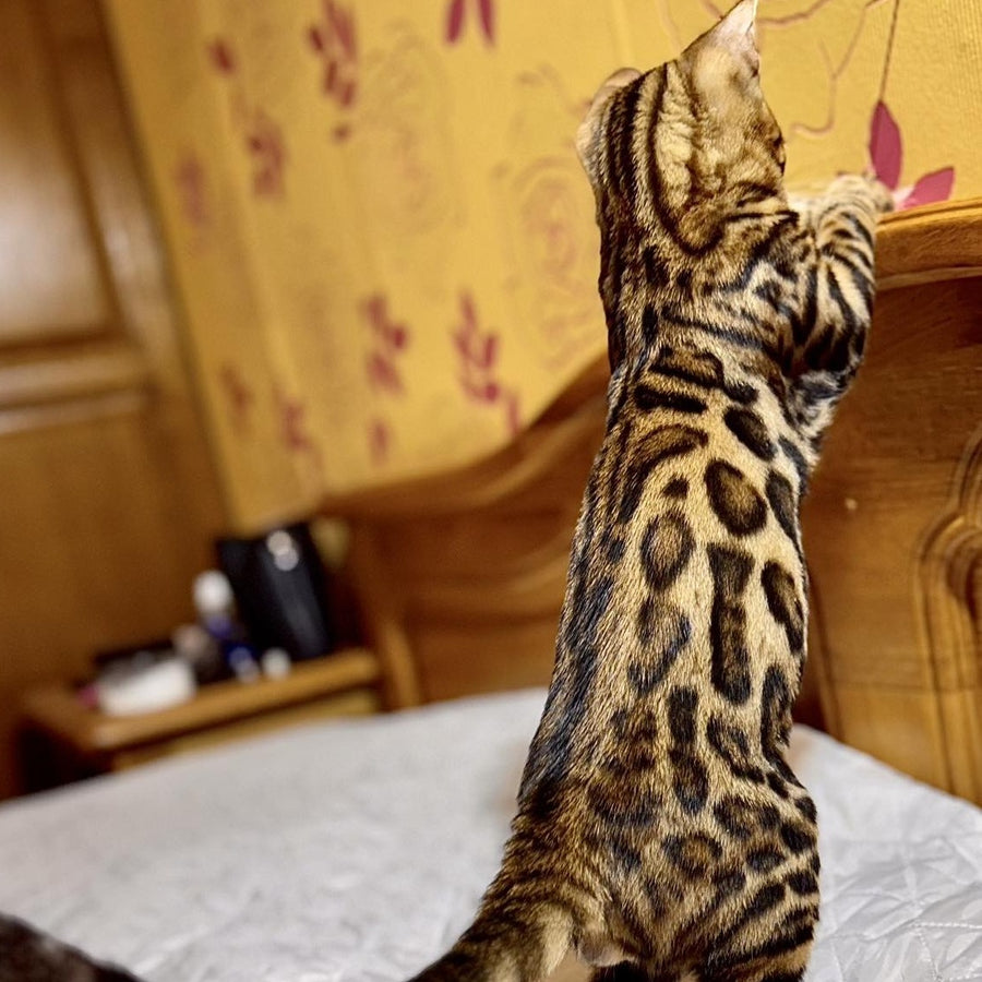 Kent Bengal male, black spotted tabby