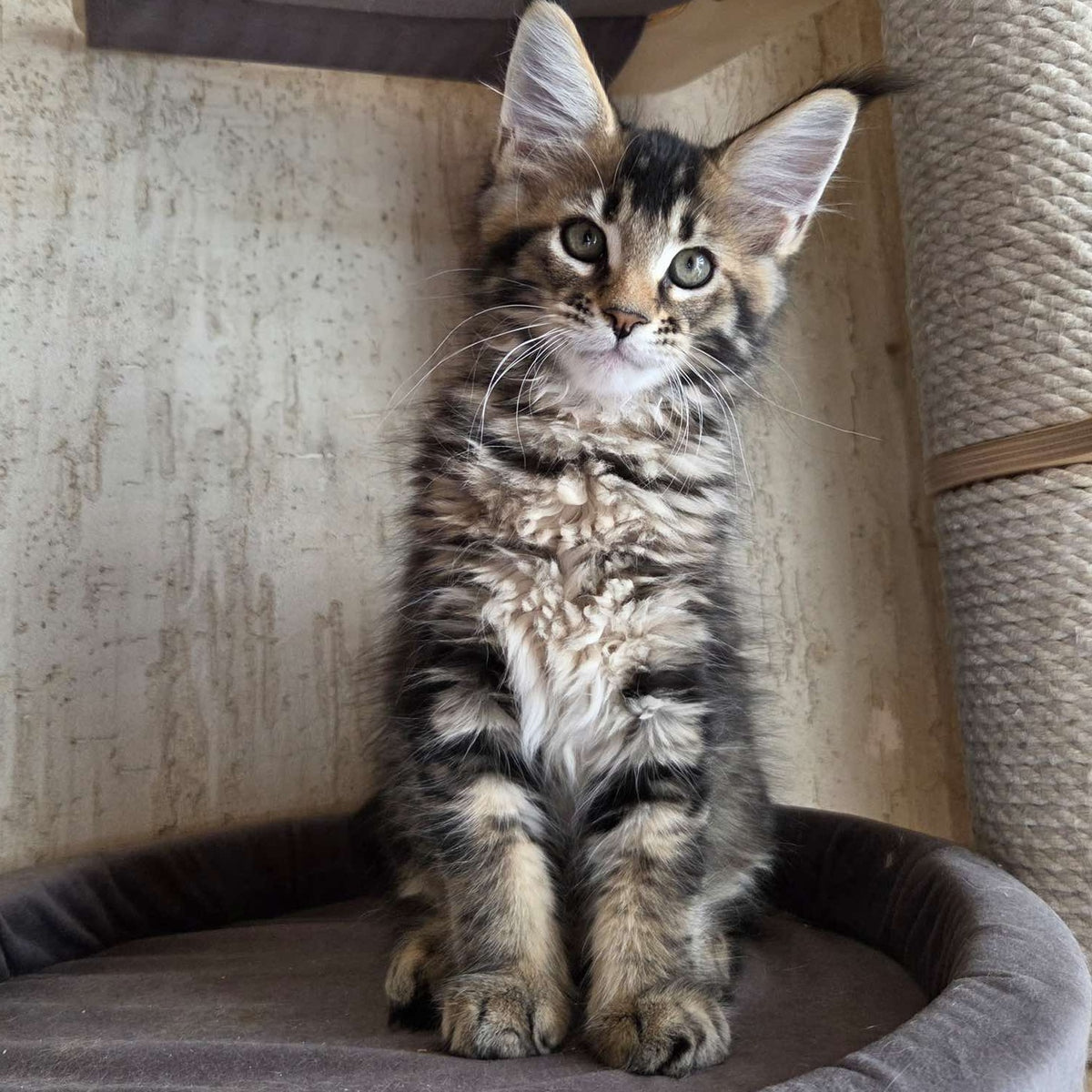 Radimir Maine Coon male, black ticked tabby