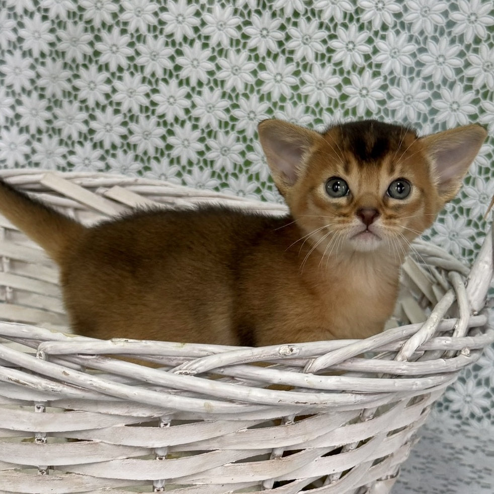 Leon Abyssinian male, ruddy