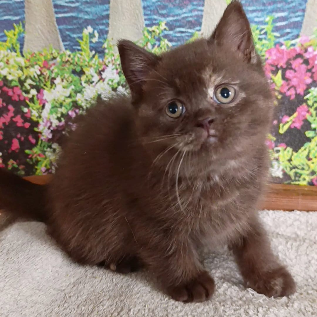 Matilda British Shorthair female, lilac tortie