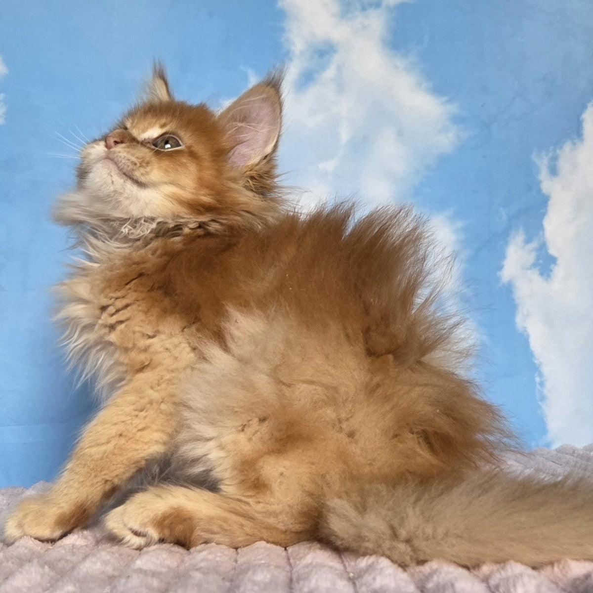 Wonder Maine Coon male, red ticked tabby