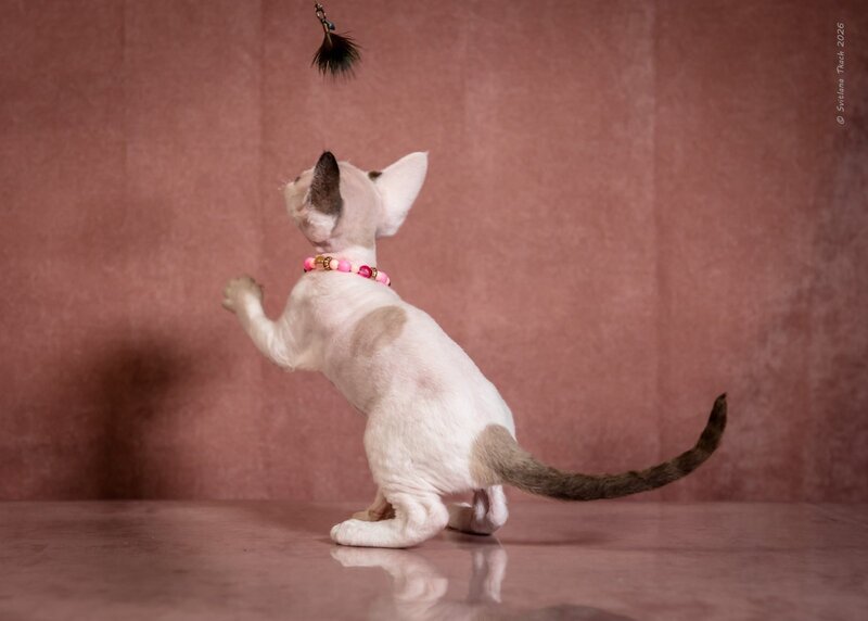 Luna Devon Rex female, black van pointed