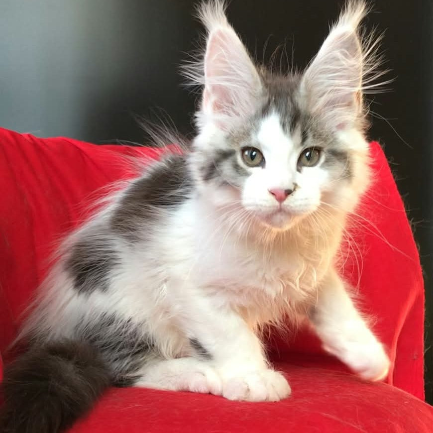 Graf Maine Coon male, black tabby bicolour