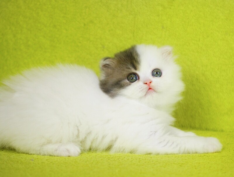 Fantasia Scottish Straight female, blue tabby van