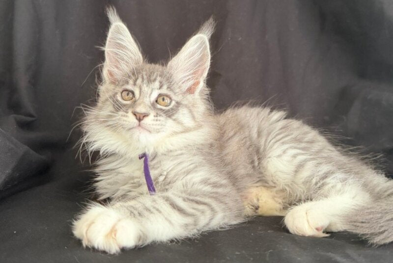 Zibo Maine Coon male, blue silver tabby with white
