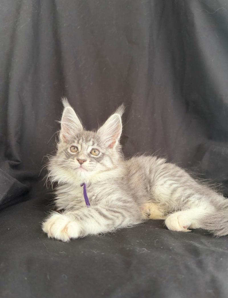 Zibo Maine Coon male, blue silver tabby with white