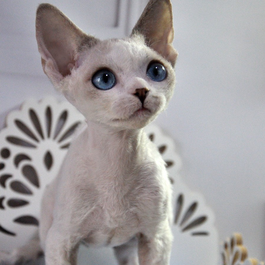 Tolik Devon Rex male, blue bicolour pointed