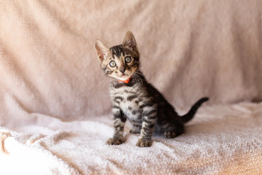 Thor Bengal male black spotted tabby - live animals
