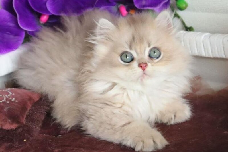Marchello British Longhair male blue golden shaded - live animals