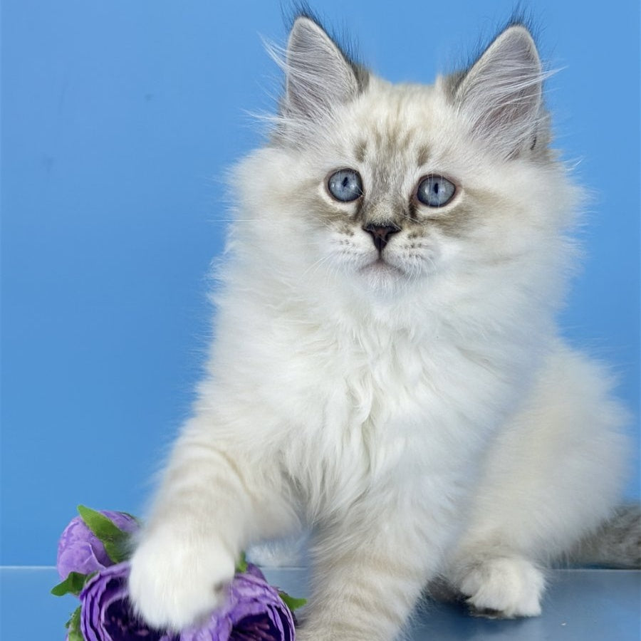 Aramis Siberian male, black tabby pointed bicolour