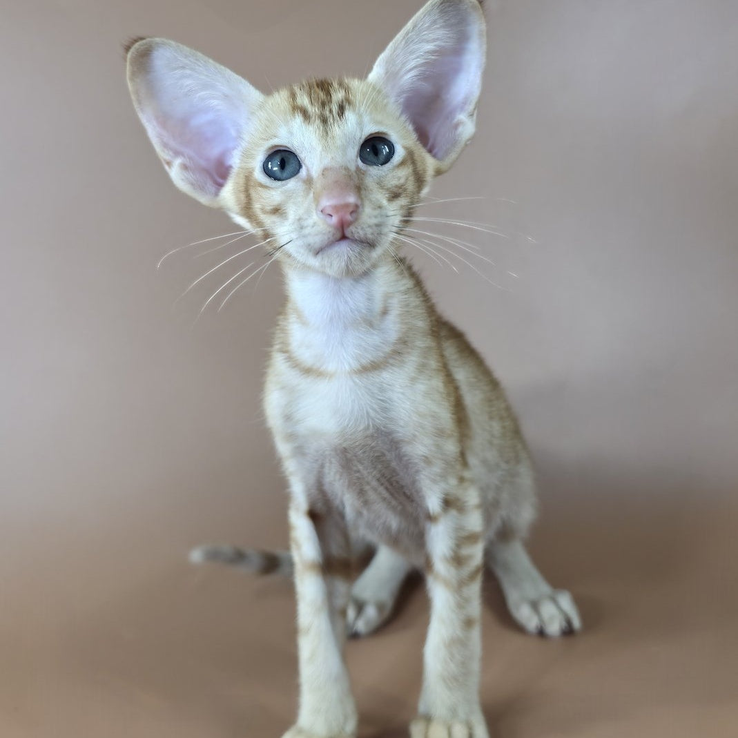 Jafar Oriental Shorthair male, red