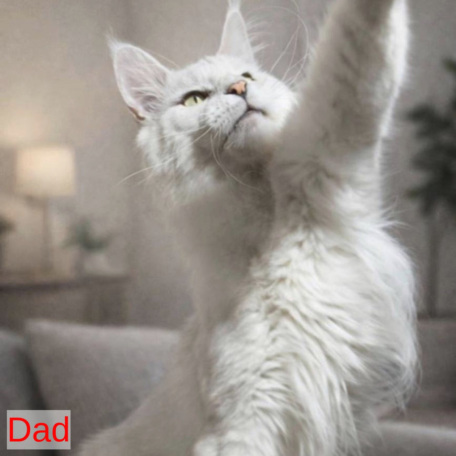 Kira’s Maine Coon polydactyl 6x6x6x6 male, black spotted tabby bicolour