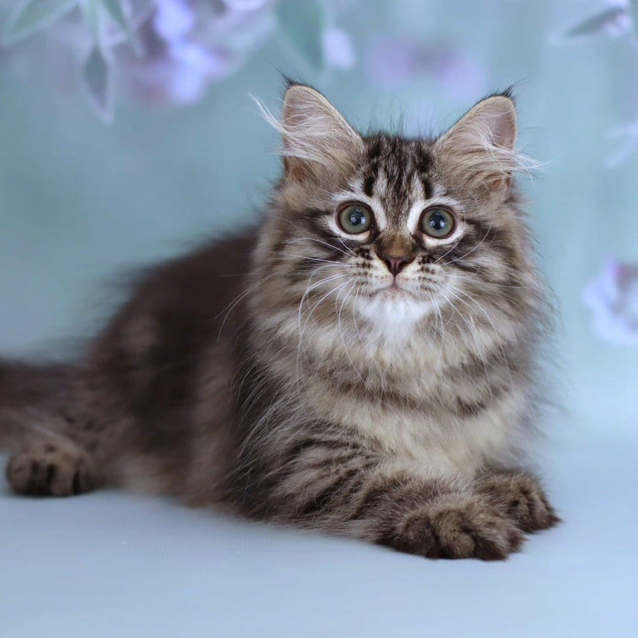 Gemma Siberian female, black spotted tabby