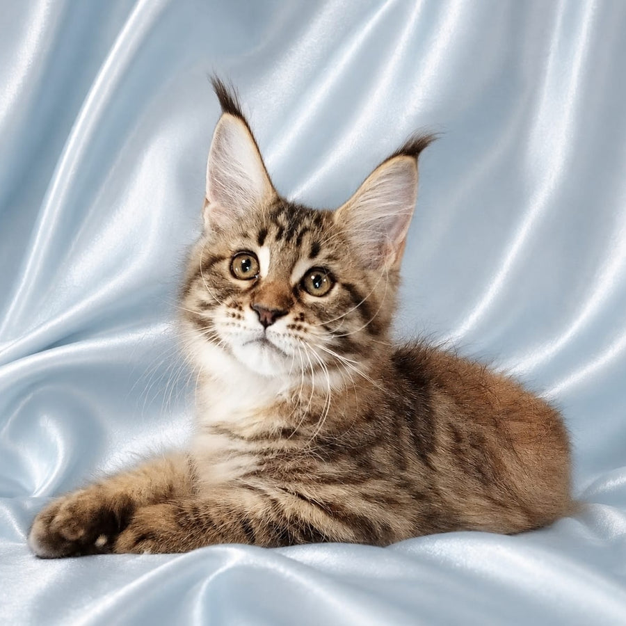 Verona Maine Coon female, black tortie tabby