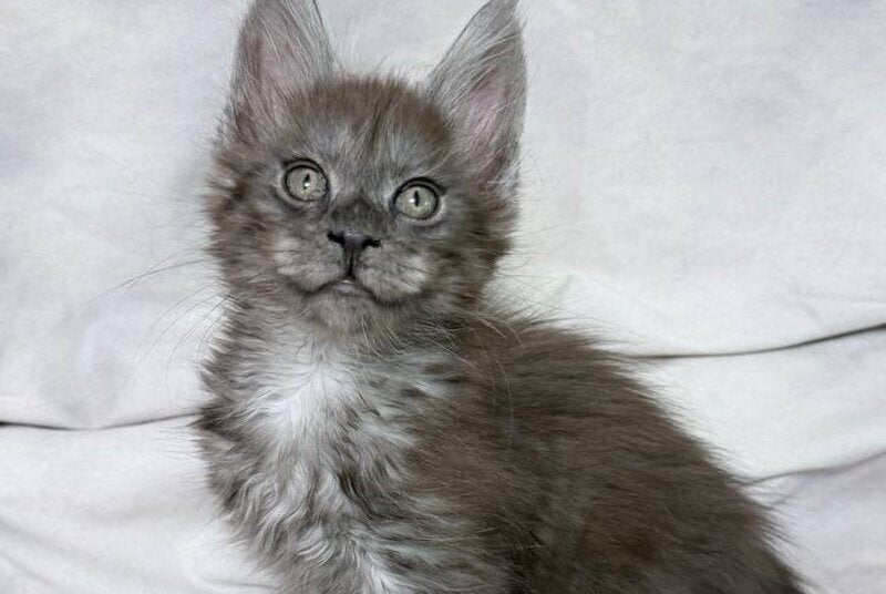 Ice Maine Coon polydactyl male, black silver with white