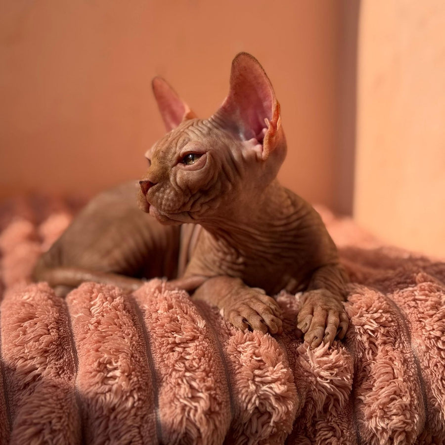 Eliot Canadian Sphynx male, red