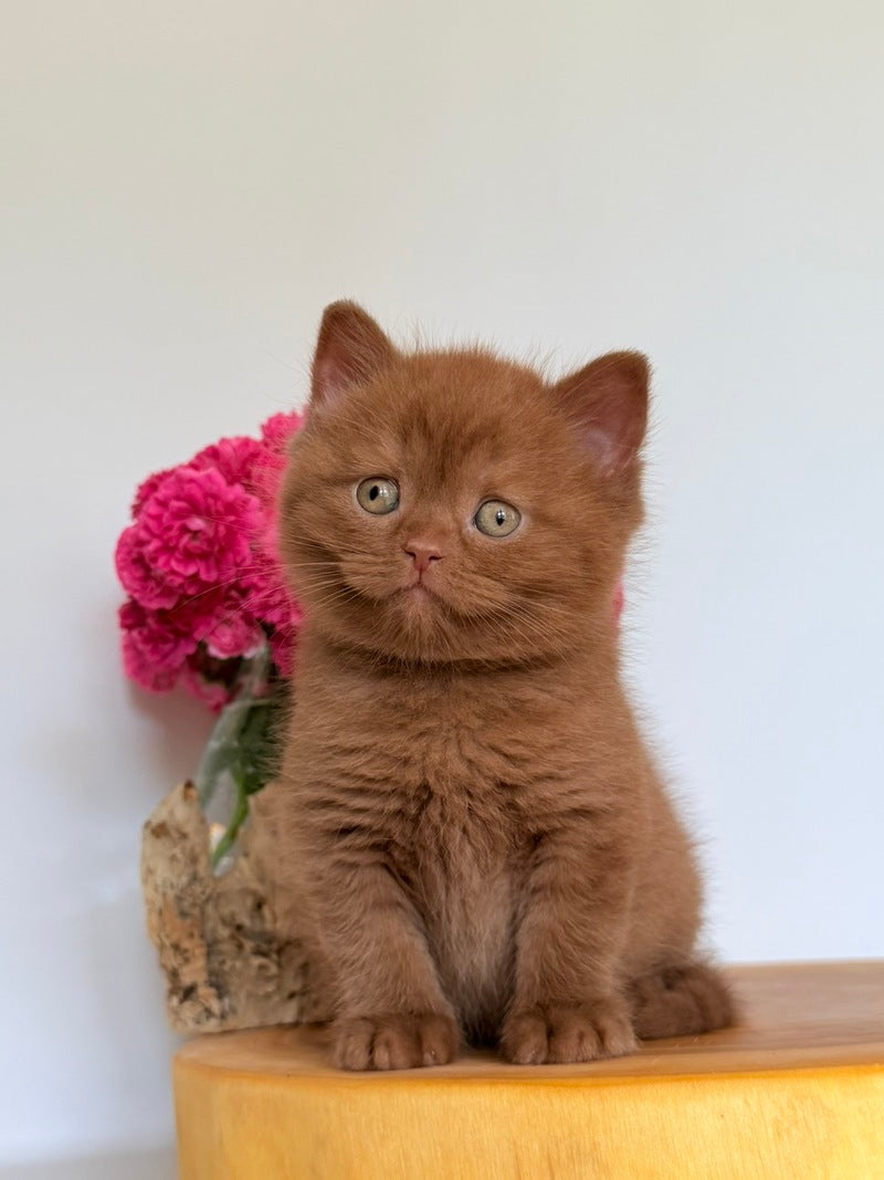 Fendi British Shorthair male, cinnamon