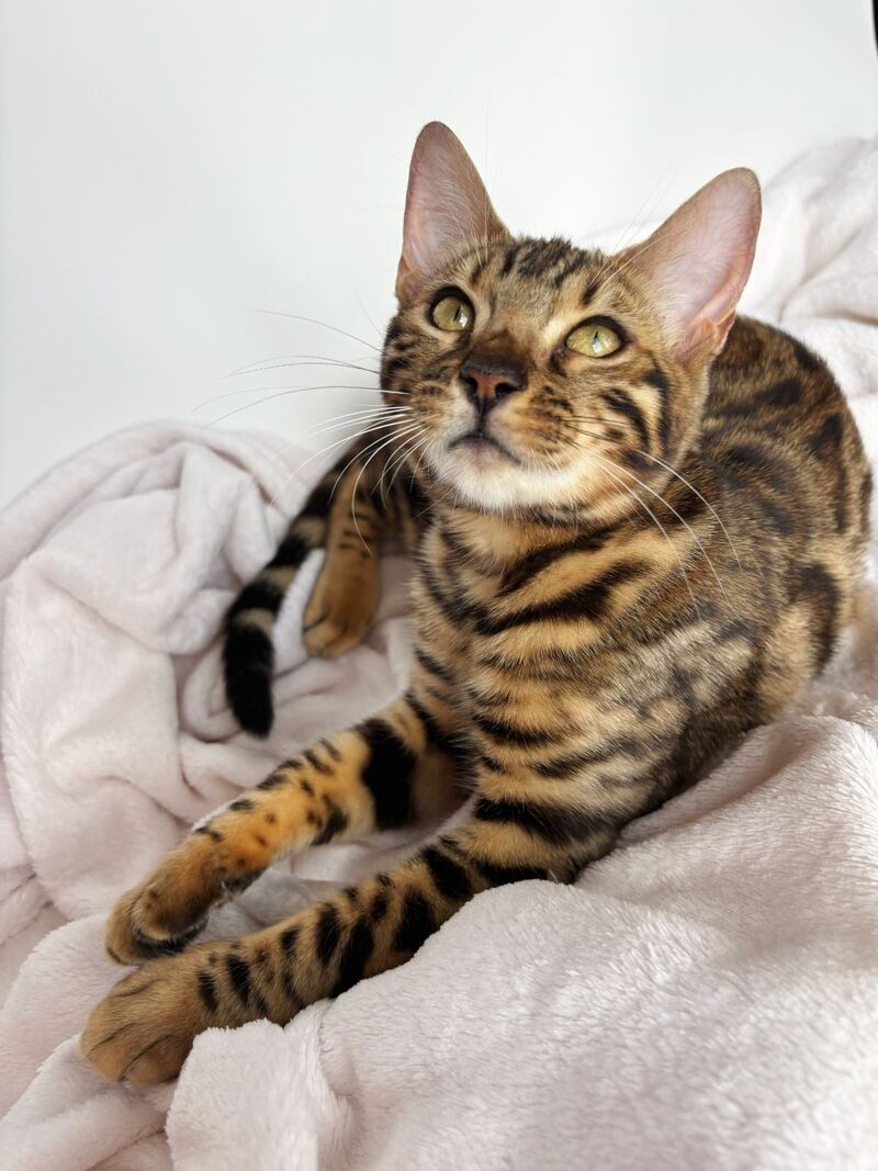 Lola Bengal female black spotted tabby - live animals