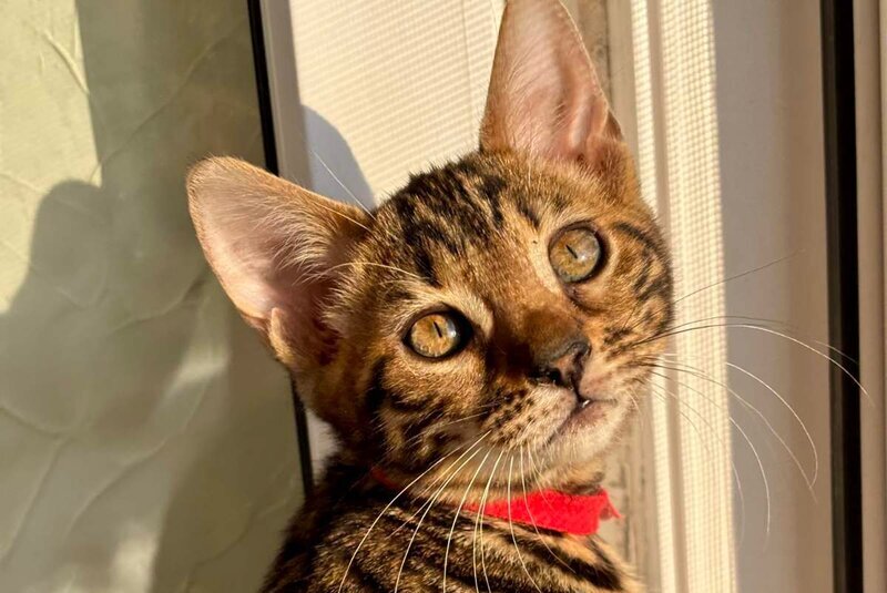 Lily Bengal female black spotted tabby - live animals