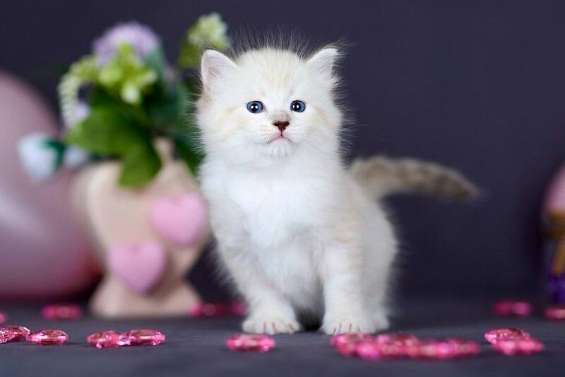 Don Juan Siberian male black silver with white tabby pointed live animals
