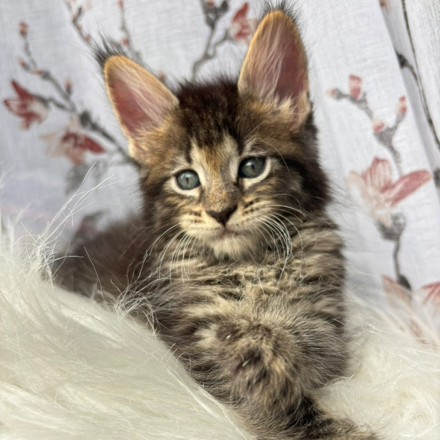 Cookie Maine Coon male, black spotted tabby