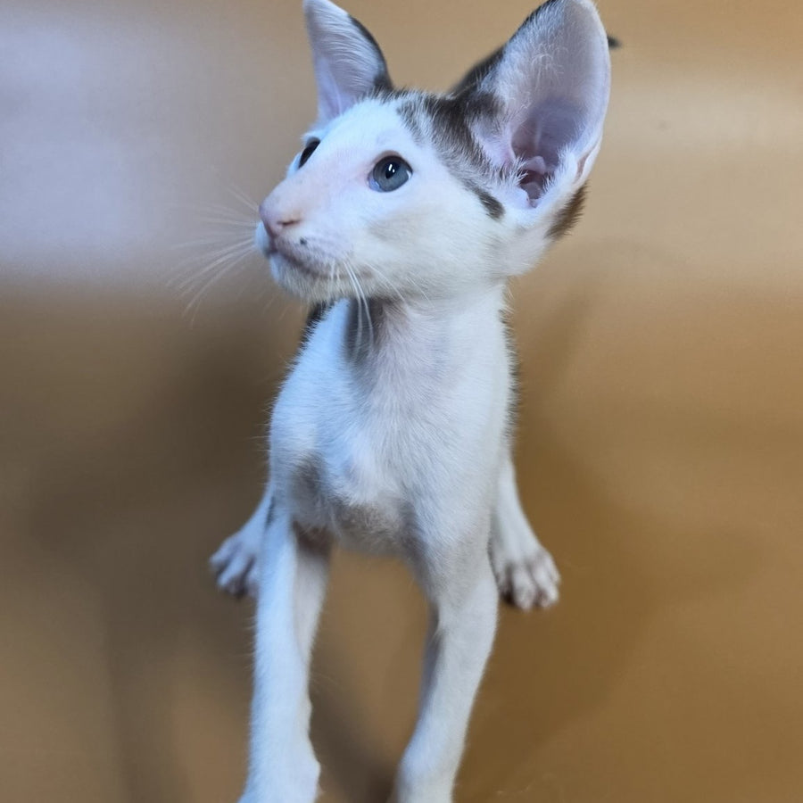 Akira Oriental Shorthair female, chocolate bicolour