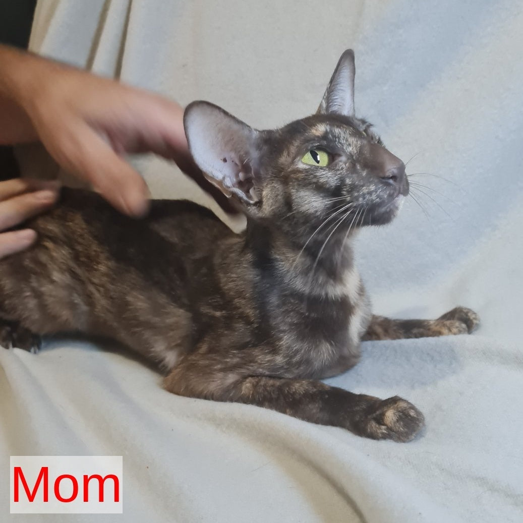 Jafar Oriental Shorthair male, red