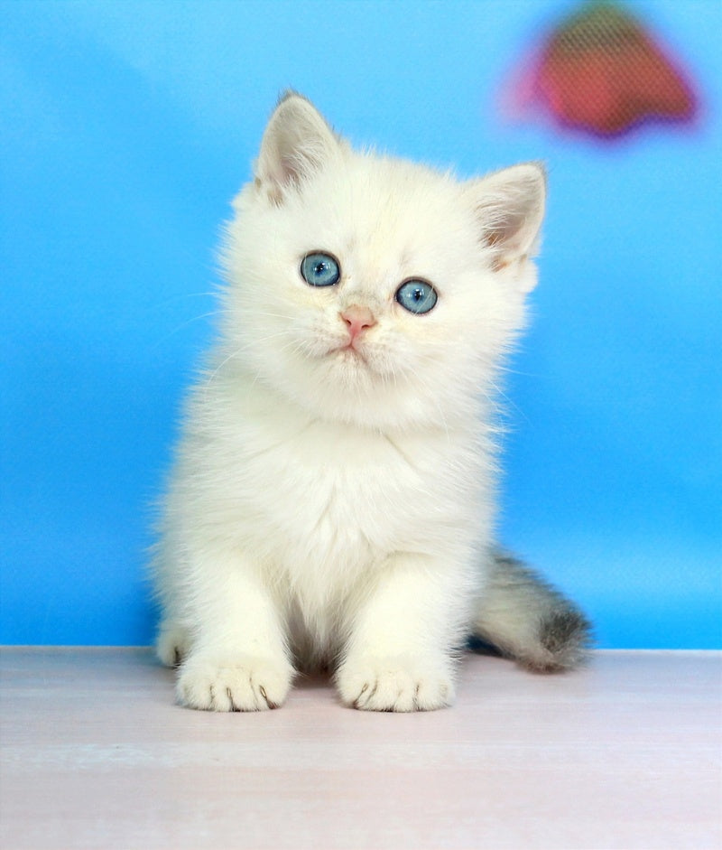 Quest British Shorthair male blue golden shaded pointed - live animals