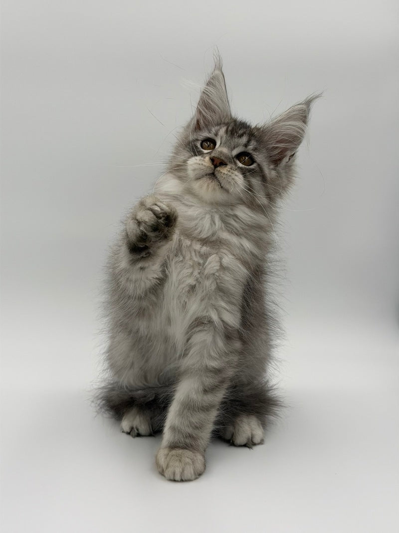 Kleo Maine Coon male black silver tabby - live animals