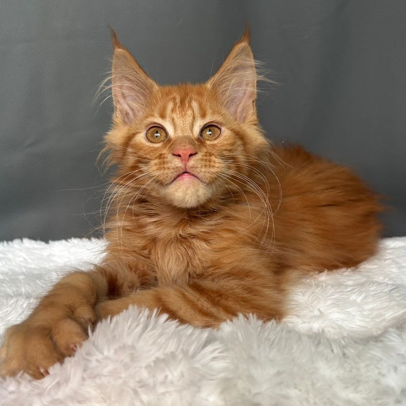 Irvin Maine Coon male, red