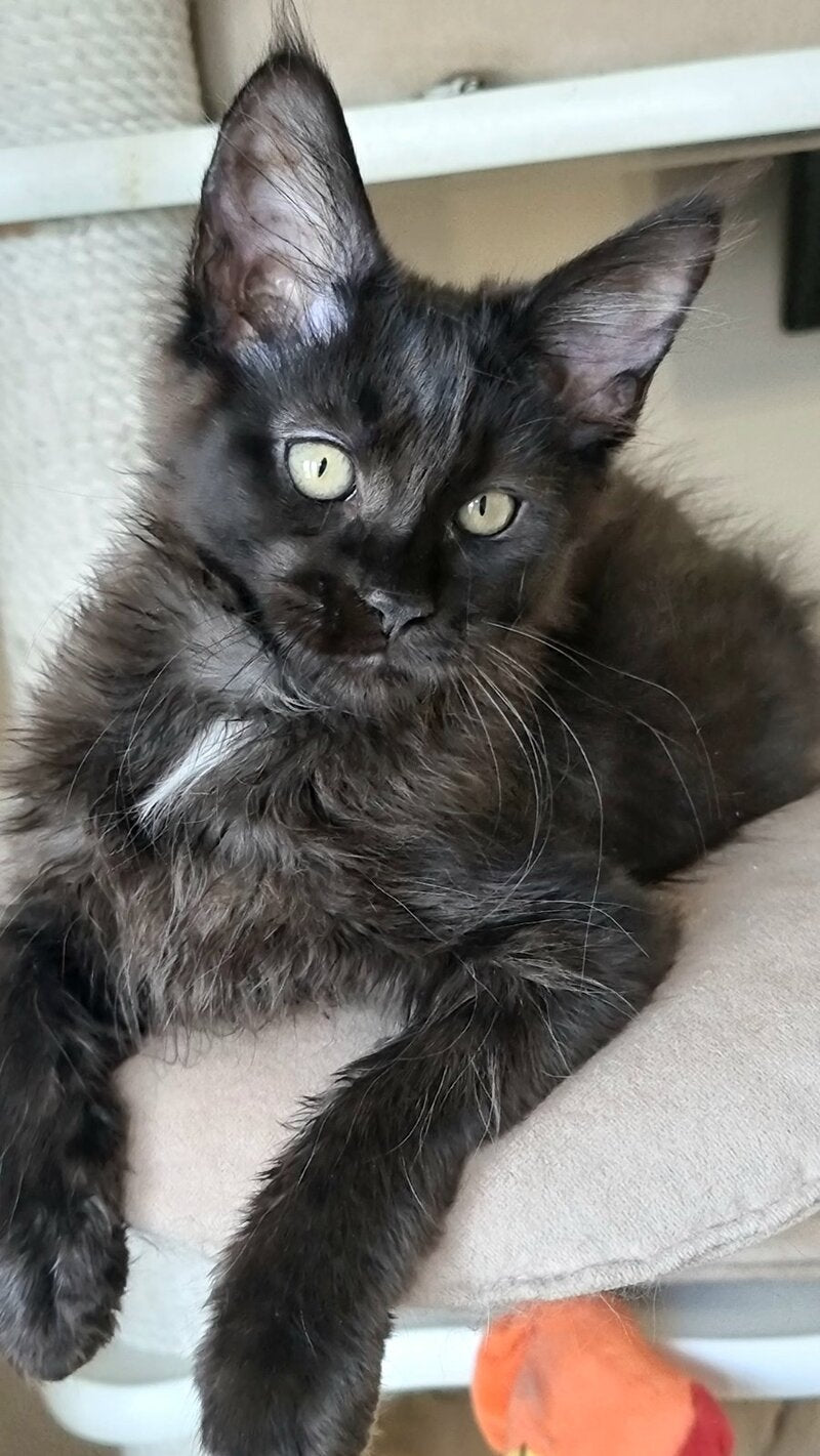 Debora Maine Coon female black with white - live animals