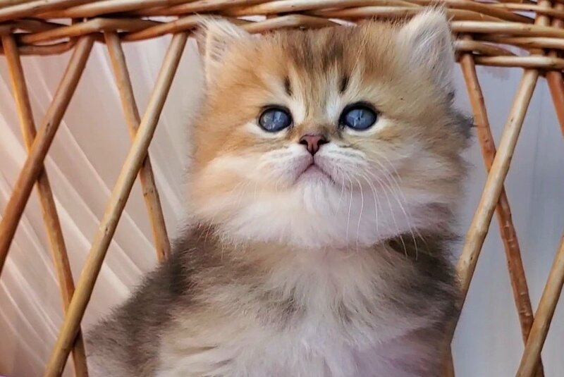 Zephir British Longhair male black golden ticked tabby - live animals