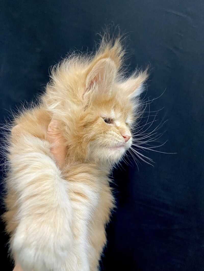 Olivia Maine Coon female, cream