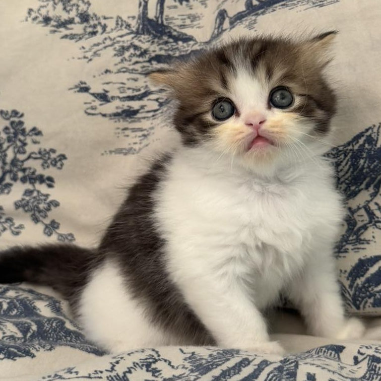 Kipish Scottish Straight male, black tabby bicolour