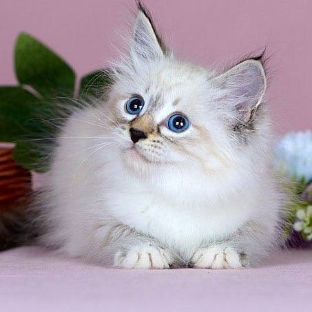 Jackson Siberian male, black with white tabby pointed