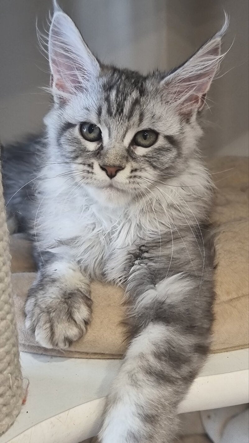 Dafna Maine Coon female black silver tabby - live animals