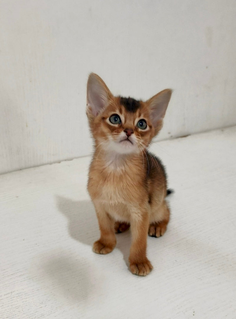 Griffin Abyssinian male ruddy - live animals