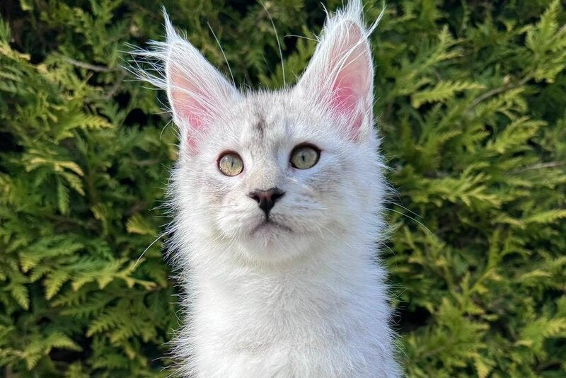 Dodge Maine Coon male black silver spotted tabby - live animals