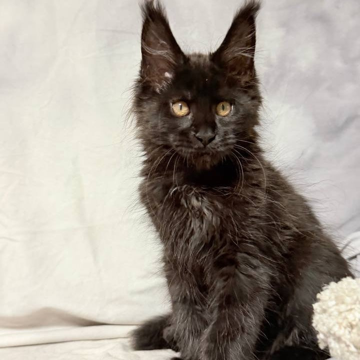 Galaxy Maine Coon female, black with white