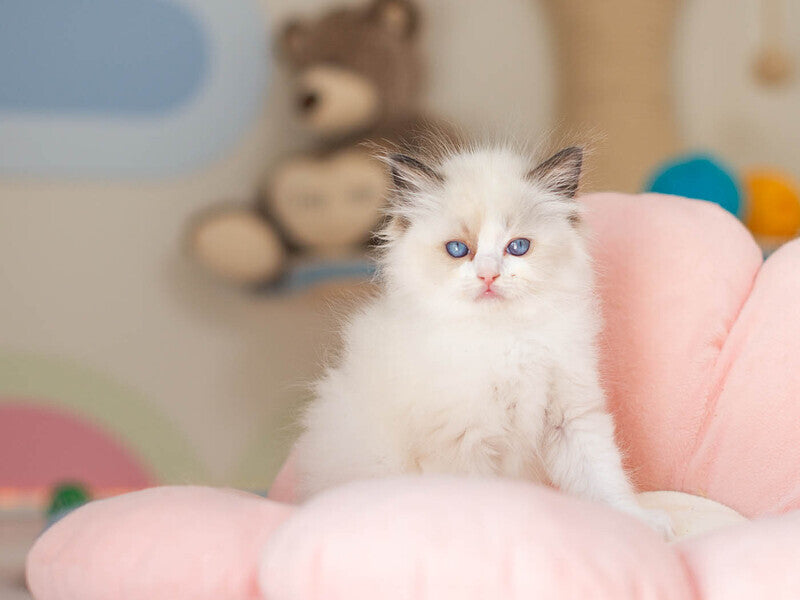 Veda Ragdoll female, seal bicolour